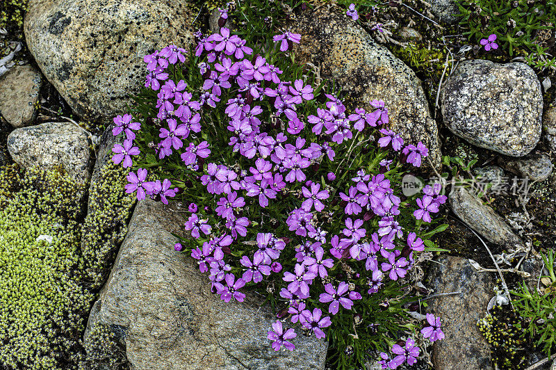 Silene acaulis，被称为moss campion或cushion pink，是一种小型的山地野花，在欧亚大陆和北美的高山地区的北极和苔原上很常见。州,阿拉斯加。石竹科。